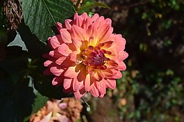 菊花,花,性質(zhì)