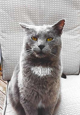 猫,猫的,灰色