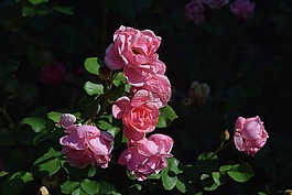 玫瑰,pinkrose,花