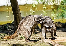 浣熊,播放,動物