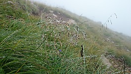 露,草,雨滴