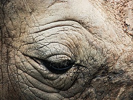 犀牛,動(dòng)物園,動(dòng)物