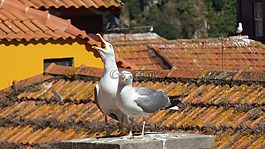 海鷗,鳥,尖叫聲