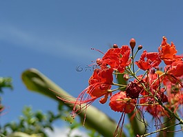 鮮花,景觀,哥倫比亞