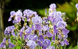 虹膜,鮮花,開花