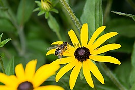飞,hoverfly,黄色