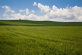 性質(zhì),云,小麥