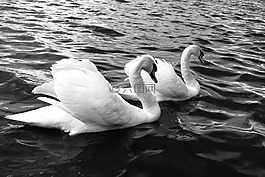 天鵝,湖,鳥