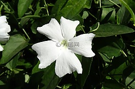 白夫人,花,白