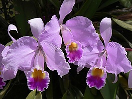 蘭花,花,哥倫比亞