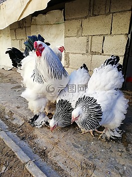 鳥,家禽,農(nóng)場