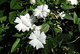 白夫人,花,白