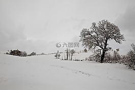 雪,冬天,樹