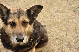 狗,小狗,動物