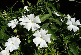 白夫人,花,白