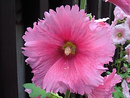 althaea,蜀葵,粉紅