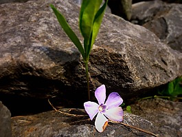 花,開花,紫