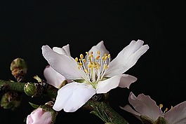 杏仁花,植物,性質(zhì)
