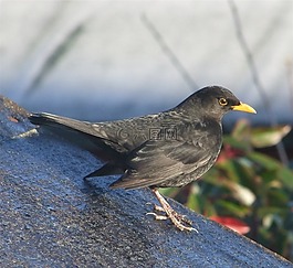 黑鳥,鳥,坐