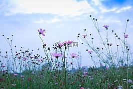 植物,花朵,花香