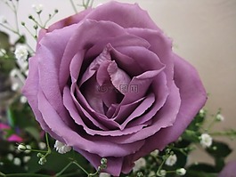 玫瑰,花,植物