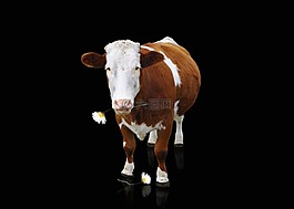 牛,牛肉,動物