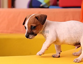 狗,小狗,杰克羅素