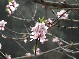 鮮花,春天,喜悅