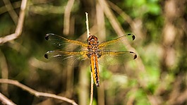 蜻蜓,性質(zhì),bug