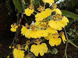 蘭花,黃色的花朵,花小鴨