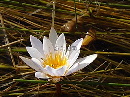 水,百合,花