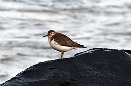 常见矶,鸟,actitis hypoleucos