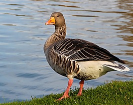 鵝,動物,鳥