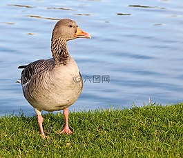 鵝,野鵝,動物