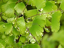 蕨,culantrillo,濕