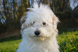 小狗,狗,白