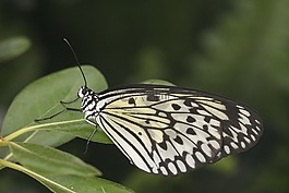 蝴蝶,春,自然