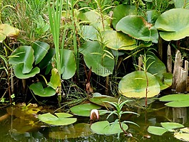 水,百合,植物