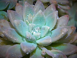 多汁,植物,自然