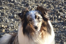 狗,設(shè)得蘭群島牧羊犬,女性