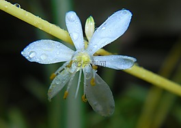 潔白的花朵,花園,白色的花