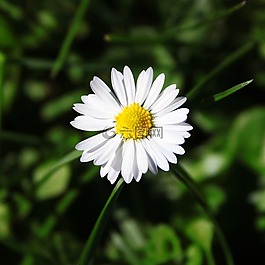 瑪格麗特,花,白