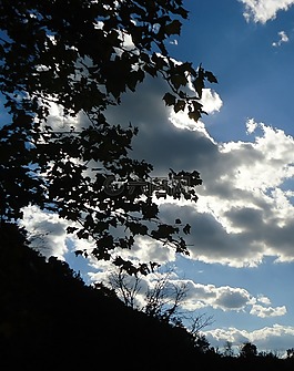 天空,云,森林