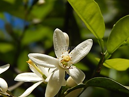 橙花,白色的花,雌蕊