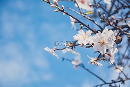 花,白,花瓣