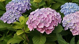 鮮花,大自然,花