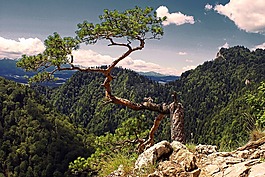 松,冬奧會,樹