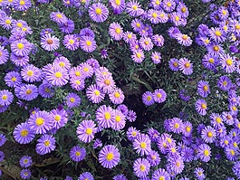 花園,紫羅蘭色的花,鮮花