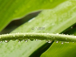 葉,綠色,干
