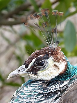 孔雀,鳥,動物
